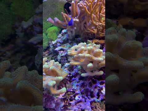 Quick update 5/7 #aquarium #marinetank #reefaquarium #update #reef #aquariummtp #mtp