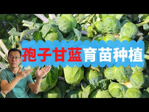 8分钟学会孢子甘蓝育苗，什么时间开始育苗？发芽出苗时间分享