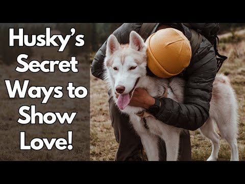 7 Signs You Are a Siberian Husky's Favorite Person