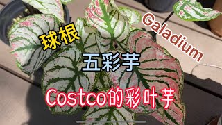 Costco的彩叶芋 五彩芋 Caladium