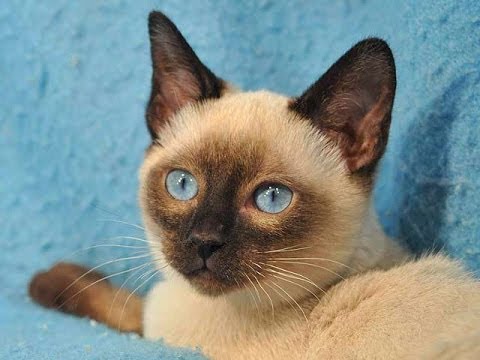 Animal Planet  : Cats 101 ~ Tonkinese