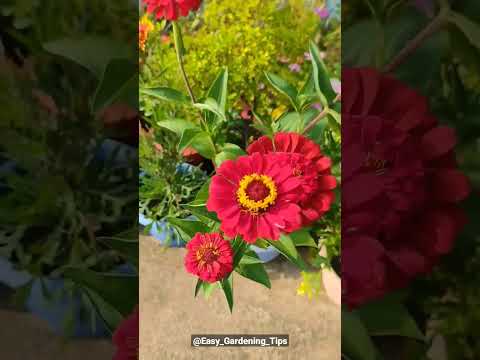 zinnia flower #flower #easygardeningtips #terracegarden #zinniaflower