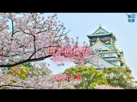 ✈圓夢之旅✈2023年邂逅日本【櫻花 Sakura】