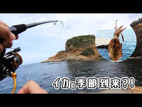 エギングで秋イカ調査！イカはただ巻きで釣れる？！