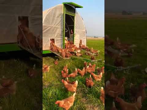 #pastureraised free range chicken Lohmann Brown #shortvideo