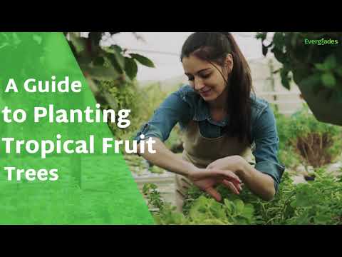 A Guide to Planting Tropical Fruit Trees | Everglades Farm