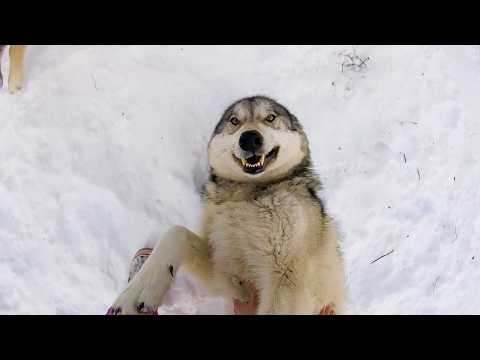 Winter Wonderland Animals | Best Funny & Cute Winter Animal Videos