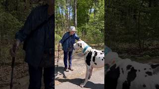 Great Dane Finds His New Grandma l The Dodo #animals #dodo #dogs