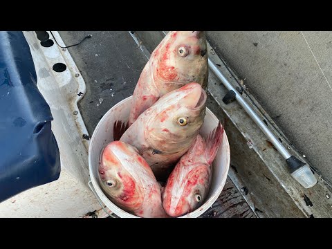 Bow Fishing For Catfish Bait