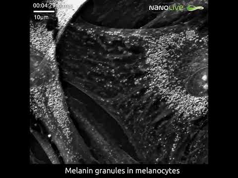 Melanin granules in action