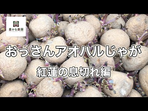 【豊かな農園20】おっさんアオハルじゃが　〜紅蓮の息切れ編〜