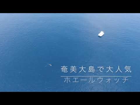 ホエールウォッチの動画です