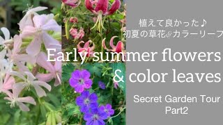 夏でも優しい色合いの草花&オススメのカラーリーフ/憧れのイギリスのガーデン雑貨🇬🇧 Heat-resistant flowers and color leaves