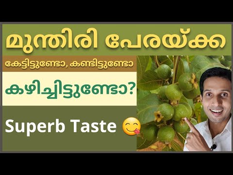 ഇതാണ് യഥാർത്ഥ മുന്തിരി പേര | മുന്തിരി പേര | മുന്തിരി പേരയ്ക്ക |Munthiri Pera Plant|Psidium Guineense