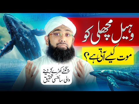 What Happens When a Blue Whale Dies? SHOCKING RESEARCH | Soban Attari | Facts about Blue Whale