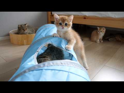 Kitten Pino is surprisingly bossy with his sister cat Choco!