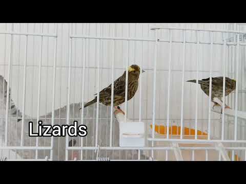 My Bird room & small collection of exotic birds - May 2022