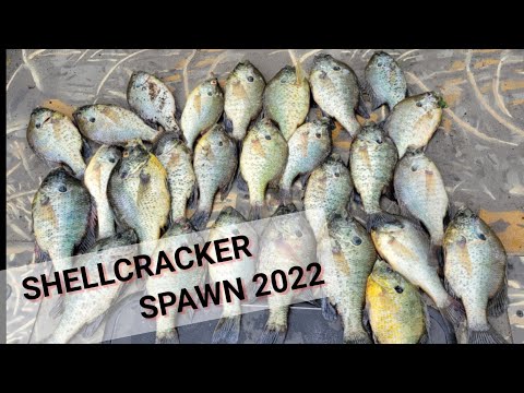 How to Catch SHELLCRACKER | Santee Cooper Shellcracker fishing | #redearsunfish #fishing