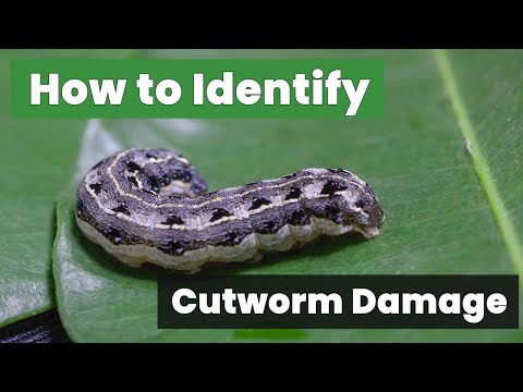 The Ultimate Guide: How to Identify Cutworm Damage and Take Action!