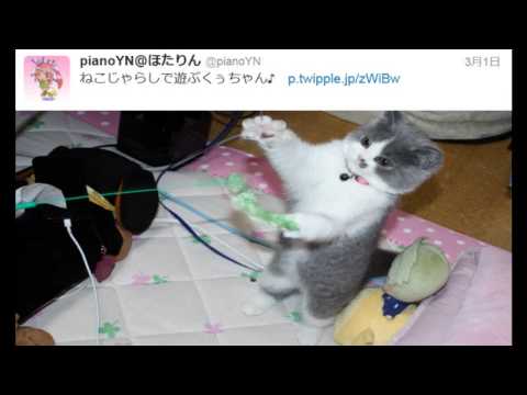 我が家にぬこがやってきた！- Ku-chan (pianoYN's cat) -