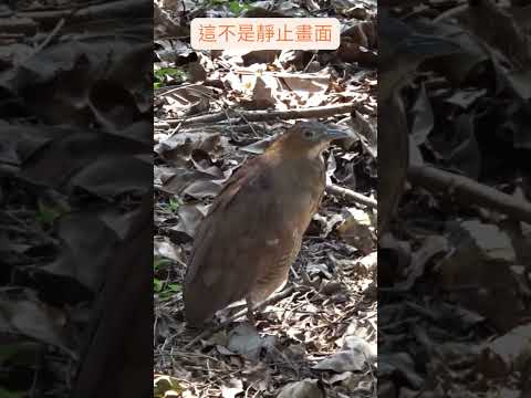 這不是靜止畫面！(黑冠麻鷺 Malayan night heron) #bird  #wildlife #nature