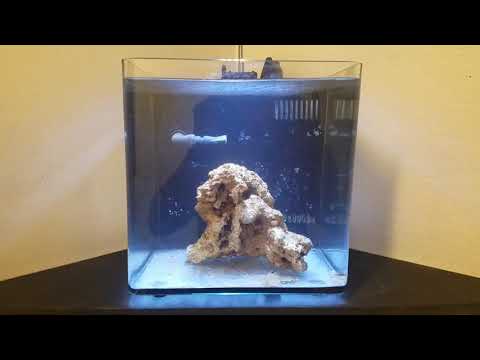 - Tony Nguyen 4 gallon reef tank Budget Built ( rock is in)