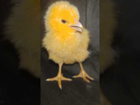 Chick relaxing on couch #chicks #hen #cute #birds