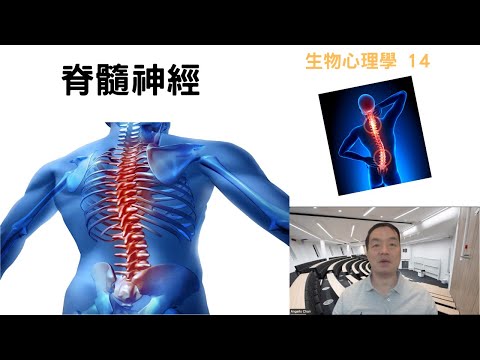 生物心理學14: #脊髓神經#反射動作#spinalcord #reflexes