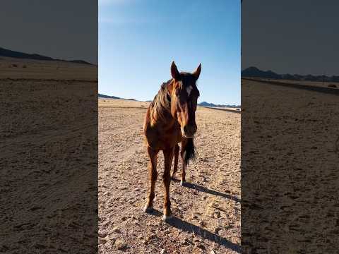 Meeting a wild desert horse in Namibia 🐴 #namibdeserthorse