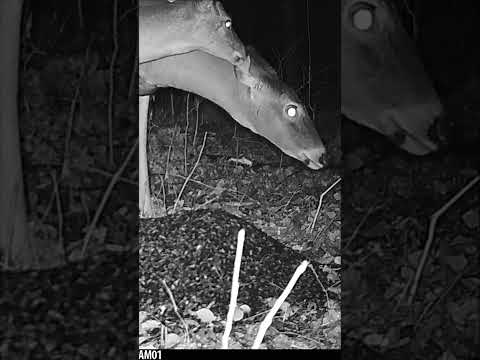 Deer drives tongue DEEP into ear canal..... A Wildlife Ear-igation! #trailcamera #theoutdoortheater