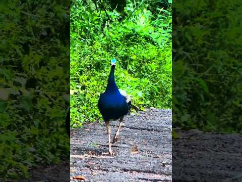 peacock walking 🦚  #shorts #short #trending #shortvideo  #peacockcall