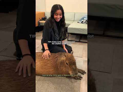 FIRST TIME MEETING CAPYBARAS!! 🥹🤏🏼 Full vid on Tiktok: @colzvidal #capybara #tokyo