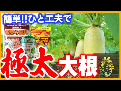 【家庭菜園】旬の冬野菜!!大根を太く育てるおすすめの肥料ってどれ？【園芸】【ガーデニング】【ペットボトル栽培】