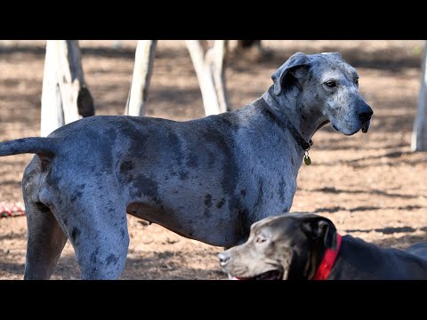 Great Dane s Funniest Reactions Watch the Comedy Show!