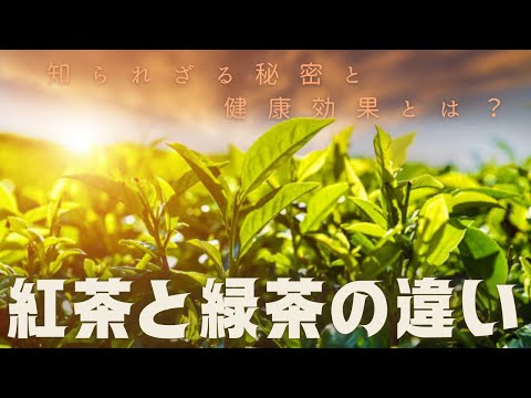 緑茶と紅茶の違いを徹底解説！知られざる秘密と健康効果とは？