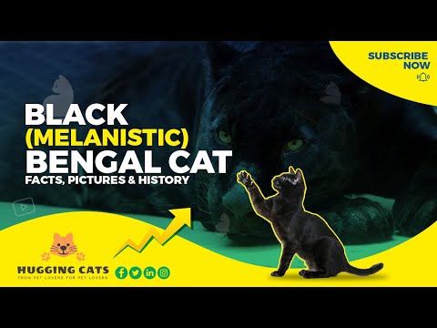 All You Need to Know About Black Melanistic Bengal Cats