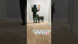 Cane Corso Excited to Train with Dad! ❤️