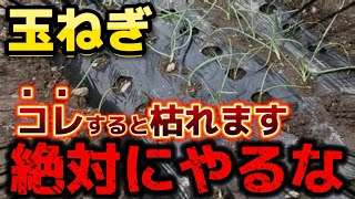 【玉ねぎ】〇〇すると枯れる！！絶対にやってはダメな事を紹介