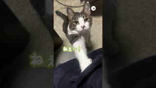 猫様の思い通りです｜PECO #猫のろくちゃん #ろくちゃん #猫の鳴き声 #キジトラ白 #愛猫家 #meowingcat #meowingfunny #browntabbyandwhite