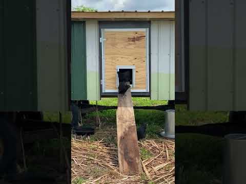 Mobile Chicken Coop on an Old Hay Wagon