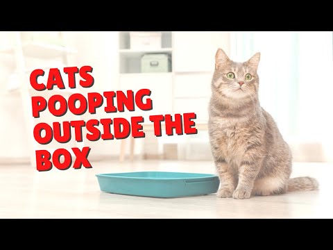 Why Cats Poop Outside The Box | Two Crazy Cat Ladies