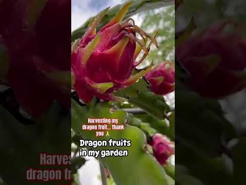 Harvesting my dragon fruit! #homegardening #thanksforwatching #dragofruits