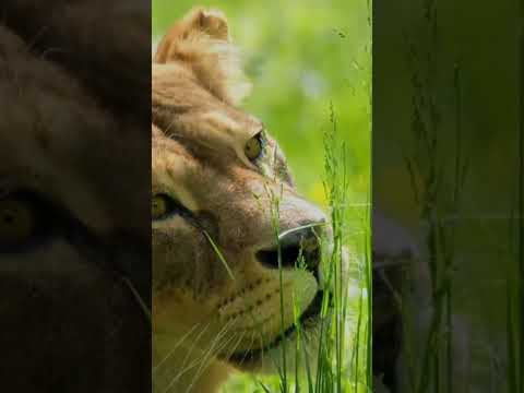 Lion in the Nature #lion #animals #shorts