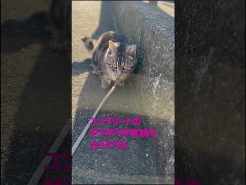 チュロの冒険part1　#shorts  #cat #猫のいる暮らし  #マンチカン