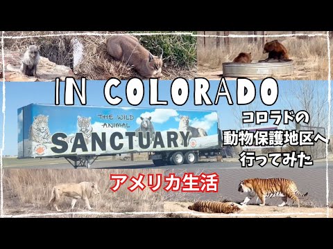 【＃アメリカ生活】コロラドにある野生動物の保護区域へ行ってみました。