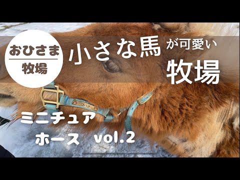 【おひさま牧場】vol.2  またまたミニチュアホース達に会いに行って来た