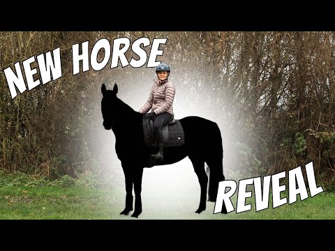 NEW HORSE REVEAL