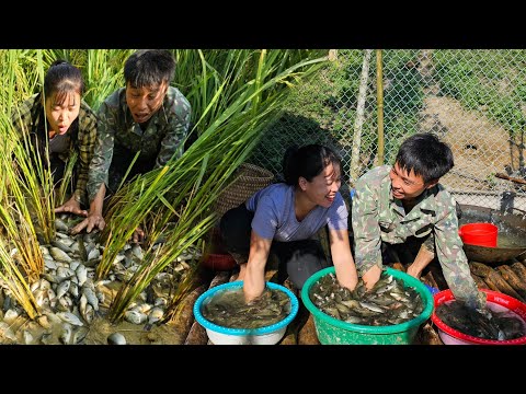 Harvesting fish from the fields to sell - Building a farm together | Linh's Life