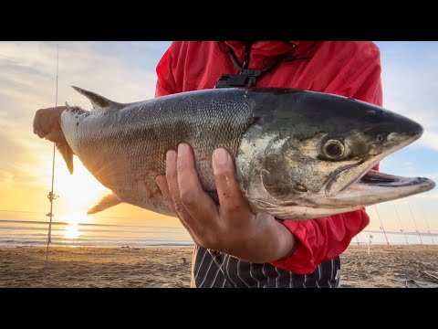 黄金に輝くアキアジ（鮭）！今シーズン１番の釣果に大興奮！