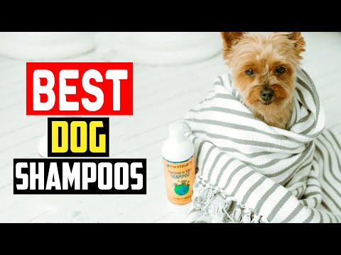 ✅Top 5 Best Dog Shampoos in 2024